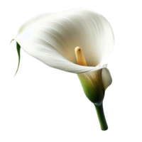 Calla lily isolated on transparent background png