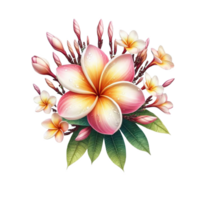 Plumeria flower isolated on transparent background png
