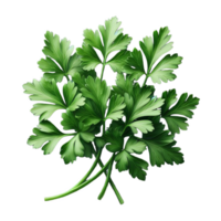 Parsley leaves in a closeup isolated on transparent background png