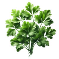 Parsley leaves in a closeup isolated on transparent background png