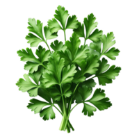 Parsley leaves in a closeup isolated on transparent background png