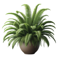 Boston fern nephrolepis exultate isolated on transparent background png