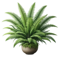 Boston fern nephrolepis exultate isolated on transparent background png