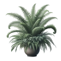 Boston fern nephrolepis exultate isolated on transparent background png