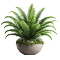 Boston fern nephrolepis exultate isolated on transparent background png