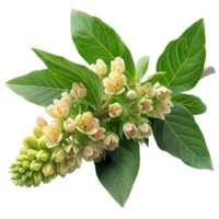 Asclepias flower. Milkweed flower isolated. Butterfly weed flower top view flat lay png