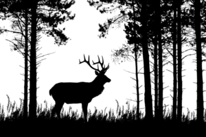 Silhouette Gliederung von ein Hirsch im ein Wald. ai generieren png