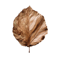 dry natural brown leaf, autumn season plant, botanical isolated illustration png