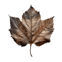 dry natural brown leaf, autumn season plant, botanical isolated illustration png