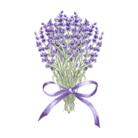 lavendel bloemen bundel Purper met boog voorjaar waterverf illustratie. geïsoleerd hand- getrokken provence bloemen boeket. botanisch sjabloon voor kaart, het drukken verpakking of servies, textiel, borduurwerk. png