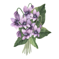 une bouquet de violettes. dessiné à la main aquarelle illustration de pensée fleurs. ancien floral illustration. png