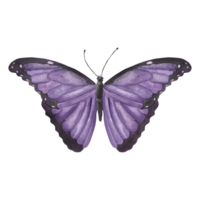 Violeta exótico mariposa. Clásico imagen de tropical mariposa. dibujado a mano acuarela ilustración. para postales, volantes, pegatinas, scrapbooking y otro diseño. png