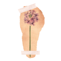 A piece of yellowed paper with Hesperis matronalis , dame's rocket, damask-violet, sweet rocket on it taped on a surface. Hand-drawn watercolor illustration. png