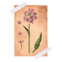 Hesperis matronalis vintage illustration , dame's rocket, sweet rocket on yellowed paper taped on a surface. Hand-drawn watercolor illustration. png