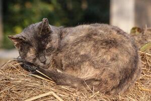 gato duerme en heno foto