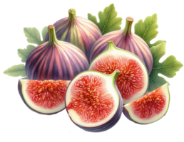 Digital illustration of a juicy fig, purple, green, cut, whole, with leaves. Clip art isolated on transparent background. For shops, wedding invitations, food business png