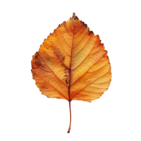 dry autumn leaf on transparent background png