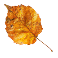 dry autumn leaf on transparent background png