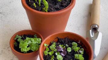 Pots with various vegetables seedlings. video