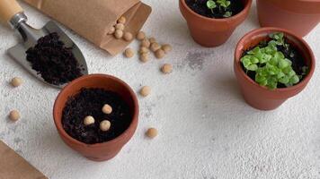 des pots avec divers des légumes semis. video