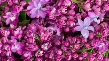 Purple lilac flower bouquet video