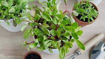 Innen- Kraut Garten Kit mit frisch Grün Pflanzen video