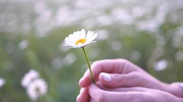 en hand innehav en vit blomma i en fält video