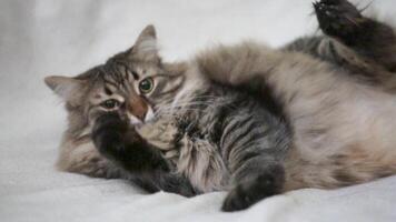 une chat est pose sur une lit avec ses pattes dans le air video