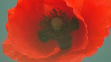 une proche en haut de une rouge coquelicot fleur. le fleur est dans plein Floraison et a une brillant rouge couleur. concept de beauté et dynamisme, comme le rouge Couleur de le fleur des stands en dehors contre le bleu Contexte. video