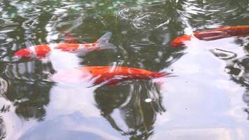 ein Fisch ist Schwimmen im ein Teich. das Wasser ist Ruhe und klar. das Fisch ist Orange und Weiß. video