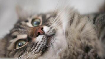 un gato es tendido en un cama con sus ojos abierto y mirando a el cámara. el de gato piel es largo y esponjoso, y eso es relajado y cómodo. concepto de calor y comodidad video