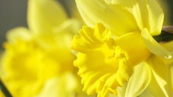 geel gele narcis bloemen bloeiend bloeiend Aan natuurlijk achtergrond, 4k video