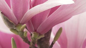 magnolia sulanjana fiori con petali nel il primavera stagione. un' leggero brezza si agita il bellissimo rosa magnolia fiori nel molla, selettivo messa a fuoco. video