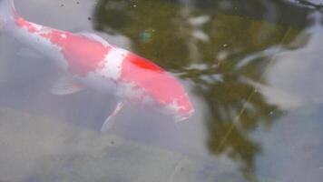 uma peixe é natação dentro uma lago. a água é calma e claro. a peixe é laranja e branco. video