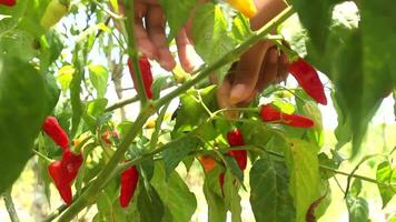 Aziatisch Dames boer hand- plukken rijp Chili video