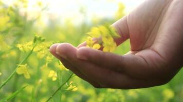 Asian Girl Hand Touch Canola Flowers. Brown woman's hand gently touching caressing The Canola Flowers blooming rapeseed flowers. video