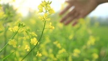 Girl hand stroking canola yellow flowers. Brown woman's hand gently touching caressing The Canola Flowers blooming rapeseed flowers, concept freedom. video