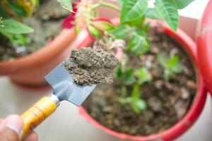 holding Garden shovel with fertile soil, Planting a small plant on pile of soil, photo