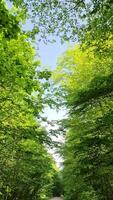 visie van een land weg met veel bomen Aan de kant van een in beweging fiets. video