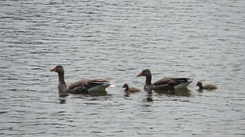 twee ganzen met hun nieuw uitgebroed baby's zwemmen samen in de zonneschijn Aan een meer met klein golven. video