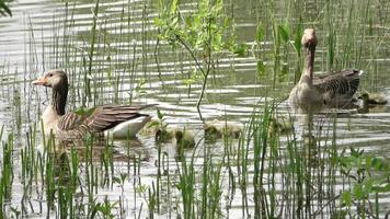 Due oche con loro di recente covato bambini nuotare insieme nel il luce del sole su un' lago con piccolo onde. video