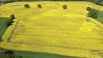 Drone view of a large yellow oilseed field in a wooded area with individual trees in it. video