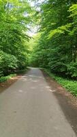 ver de un país la carretera con muchos arboles en el lado desde un Moviente bicicleta. video