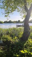 Aussicht von ein hölzern Steg auf ein ruhig See im das Sommer- Sonnenschein. video