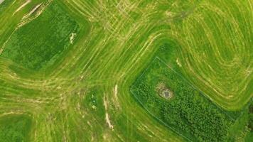 zangão Visão a partir de acima do uma verde agrícola campo com muitos trator faixas cruzando cada outro. video