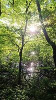 Sunbeams shine through the leaves of green trees on a calm lake. video
