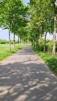 ver de un país la carretera con muchos arboles en el lado desde un Moviente bicicleta. video