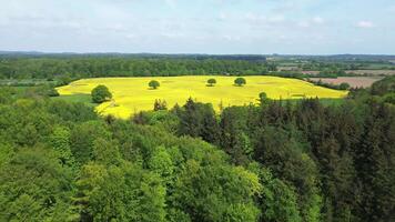 Drohne Aussicht von ein groß Gelb Ölsaaten Feld im ein bewaldet Bereich mit Individuell Bäume im Es. video