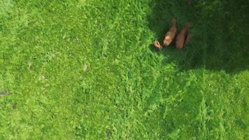 Drone view of several brown cows resting on a green meadow. video