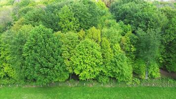 zangão Visão a partir de acima do uma misturado decíduo floresta com muitos diferente tons do verde. video